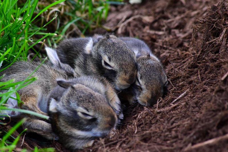 Illustration for article titled Cutest Photos I'll Ever Take (photo dump)
